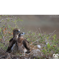 گونه عقاب مارخور Short-toed Eagle